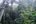 Rainforest explorer