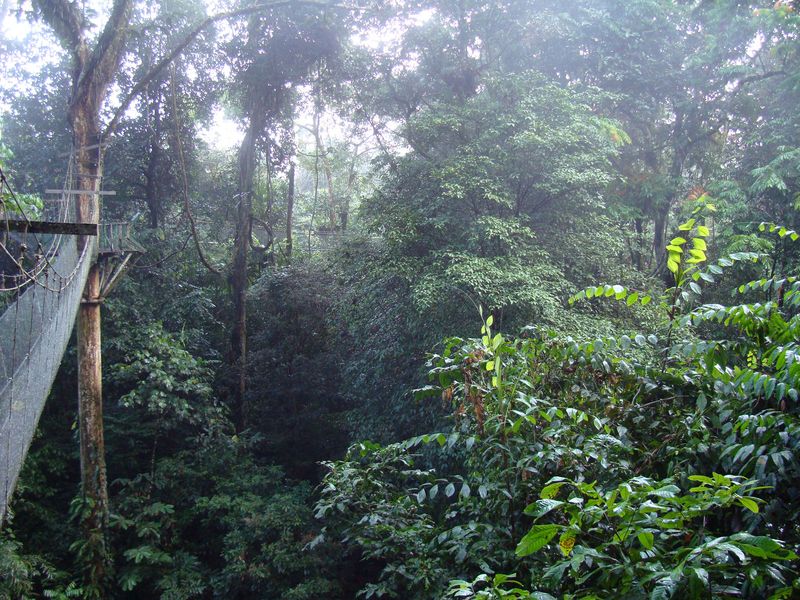 Rainforest explorer