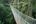 Bridge in Gunung Mulu