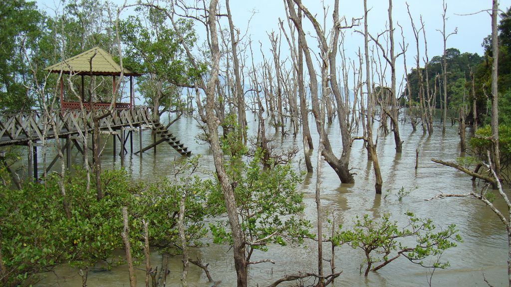 Mangroves at Bako National Park