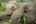 Elephants eating at mandalao Laos