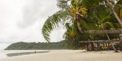 a beach with palm trees and a body of water
