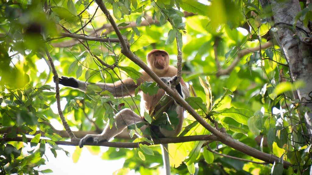 Proboscis monkeys