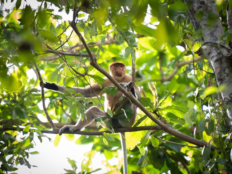 Proboscis monkey