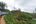 a train on a hill with trees and plants