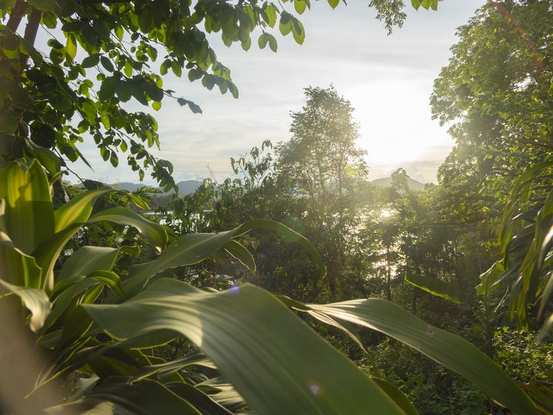 Sun shining through the trees in Laos