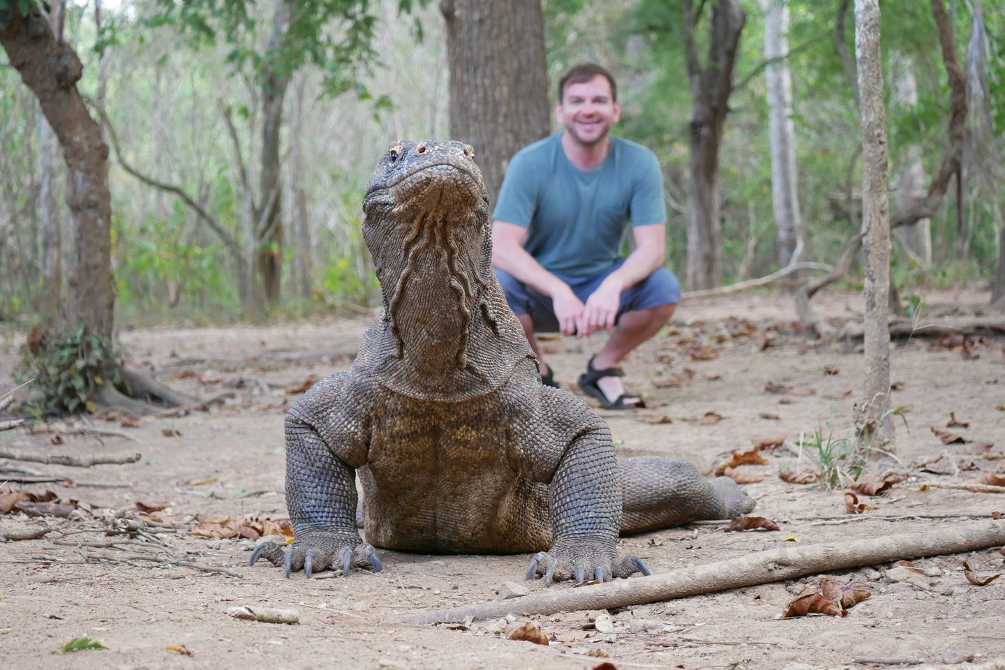 Komodo dragon, Indonesia
