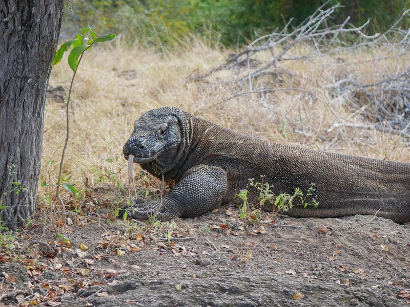 Komodo dragon
