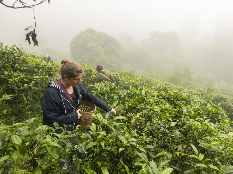 Tea picking