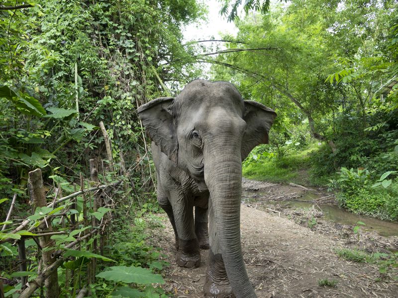 Elephants
