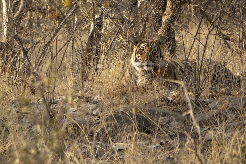 Tiger in India