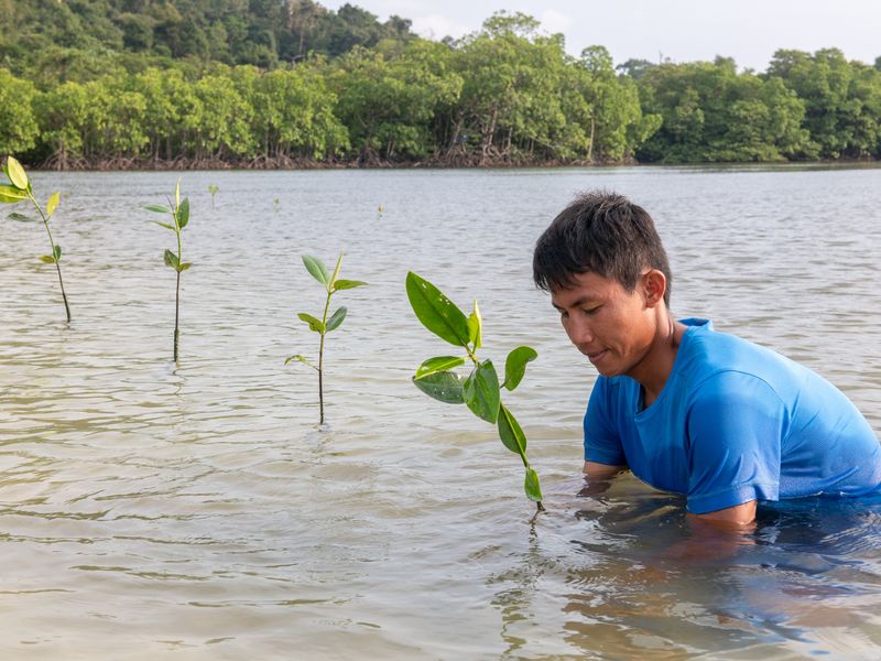 Mangroves
