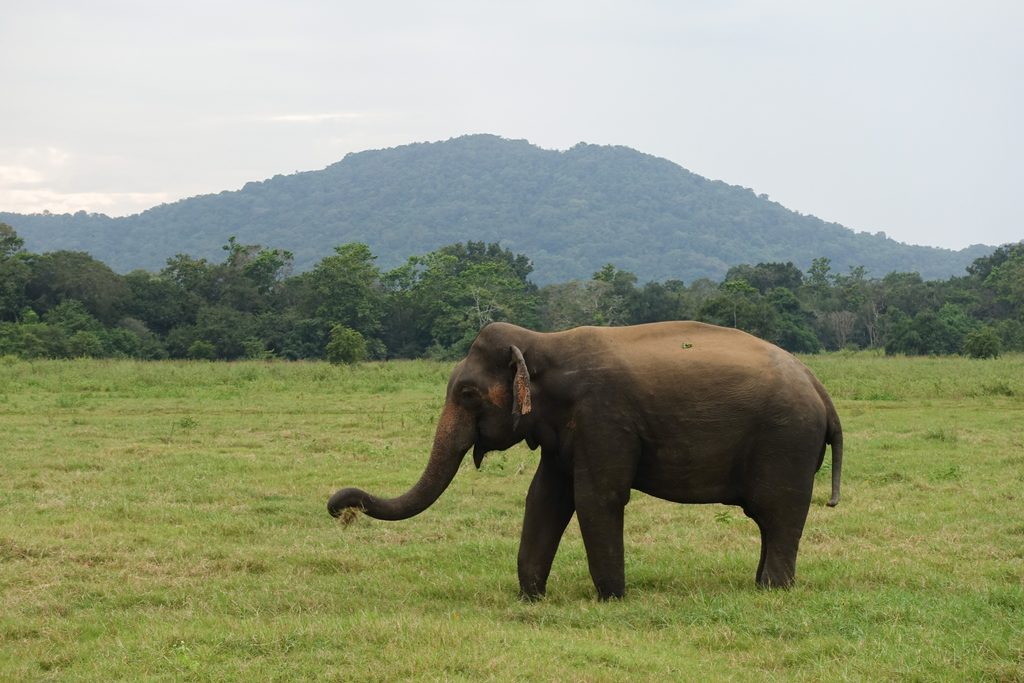 Elephant in Sri Lanka