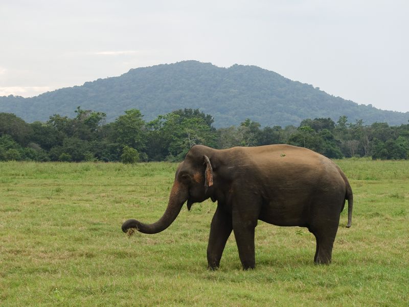 Elephant in Sri Lanka