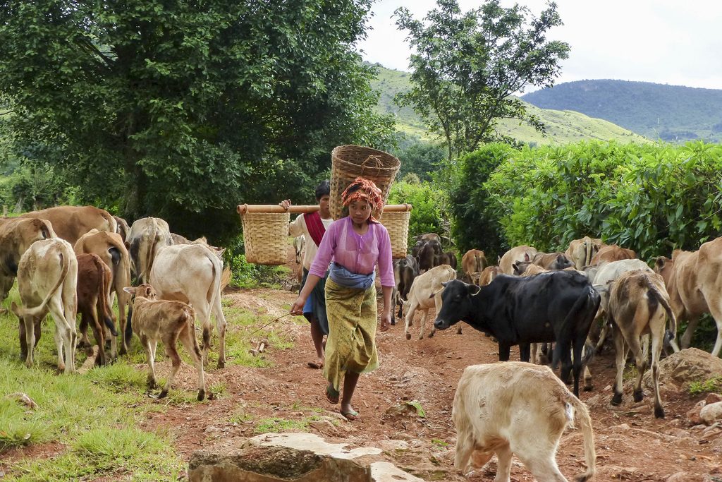 lady and cows in myanmar
