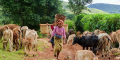 lady and cows in myanmar