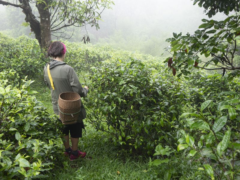 Kate picking tea in Fang