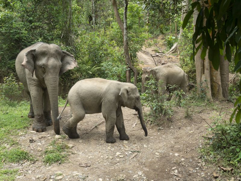 Elephants