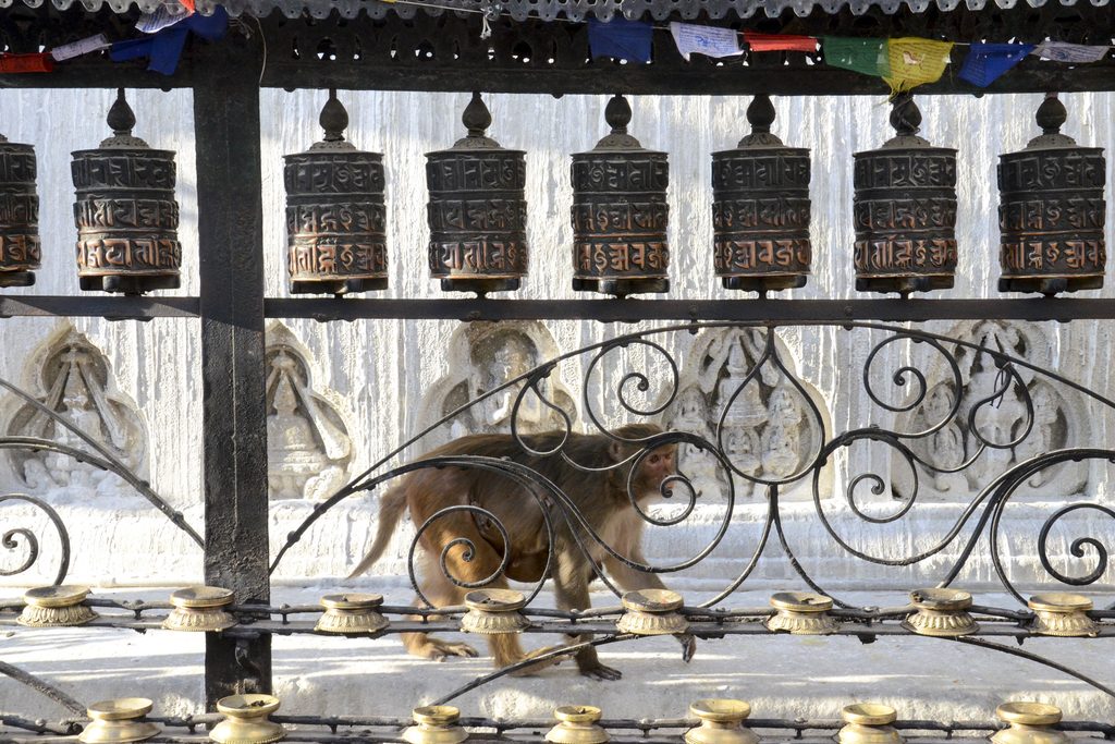 Monkey in kathmandu