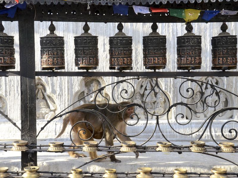 Monkey in kathmandu