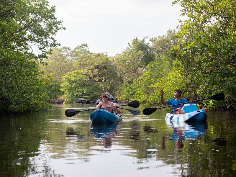 Mangroves