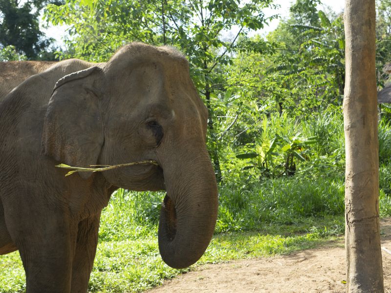 Elephants