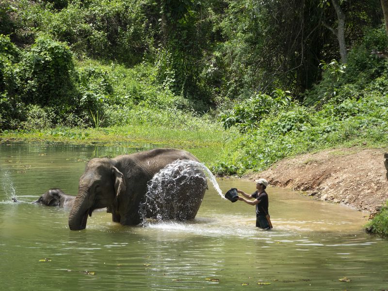 Elephants