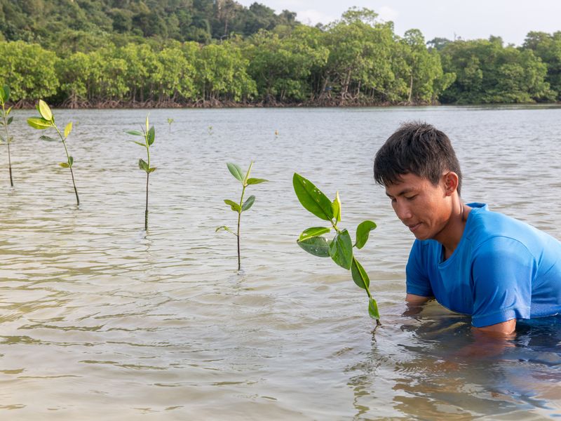 man planting mangrove