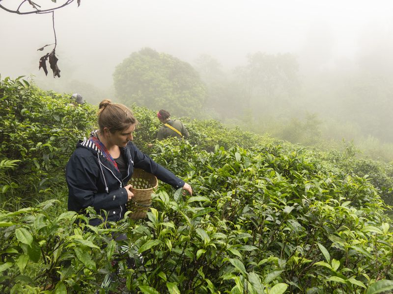 lady picking tea in northern thailand