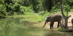 people watching elephants from a safe distance
