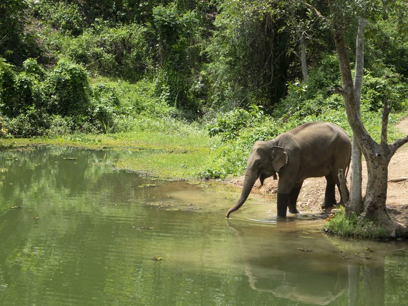 elephant drinking water