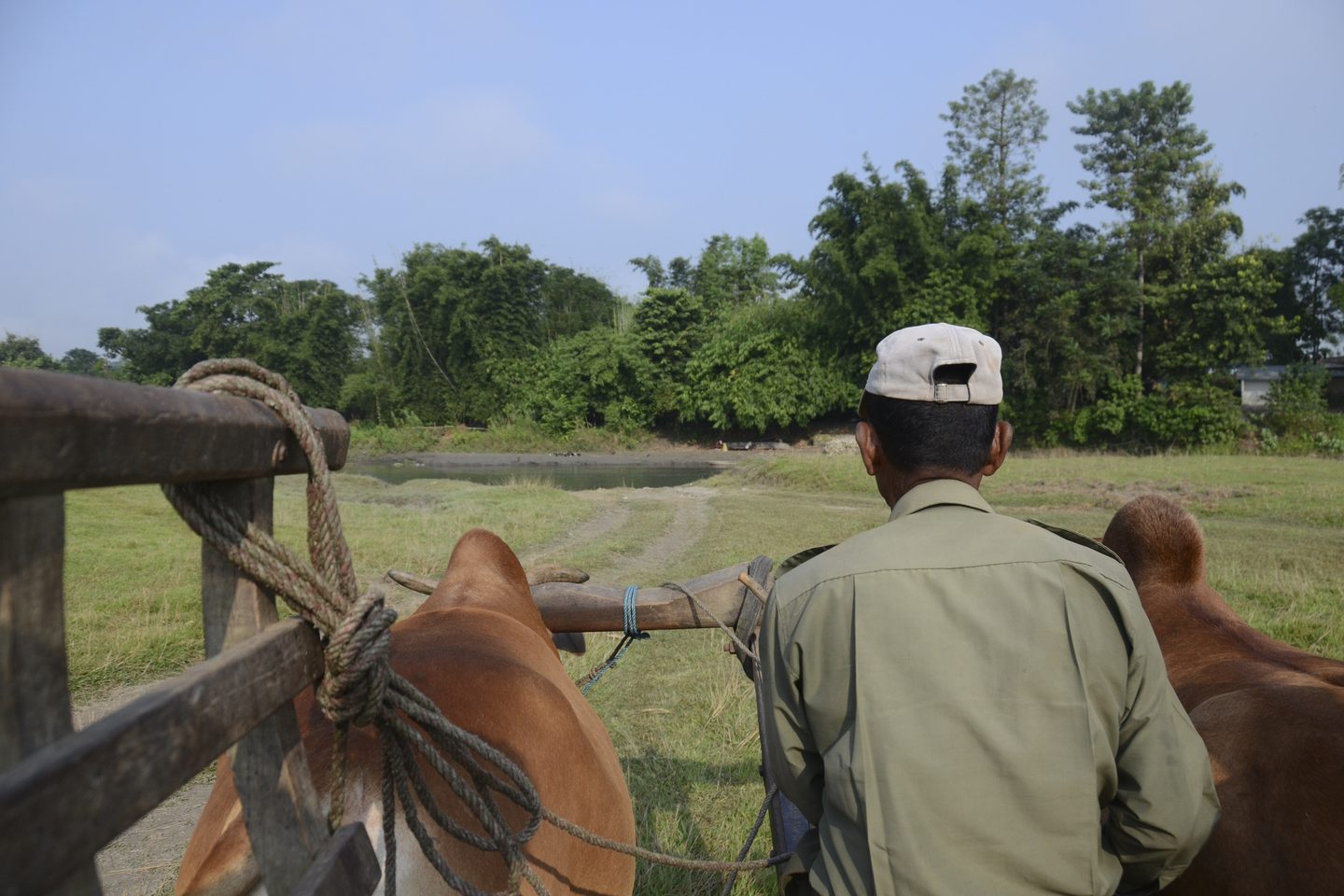 A ranger driving a horse and kart at Chitwan National Park