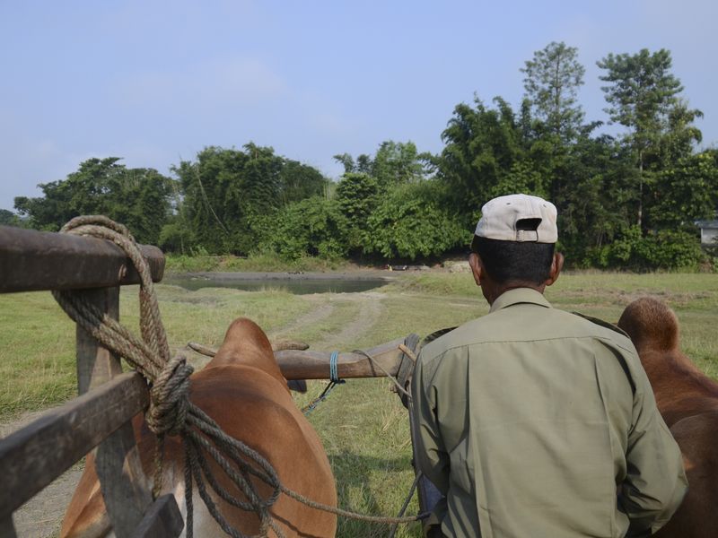 A ranger driving a horse and kart at Chitwan National Park