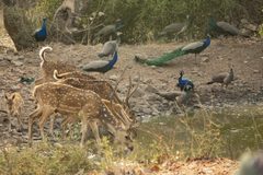 a group of deer and peacocks drinking water