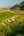 a group of people working in a field