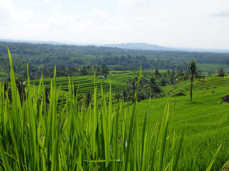 Rugged coastline Bali