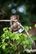 a baby monkey on a branch