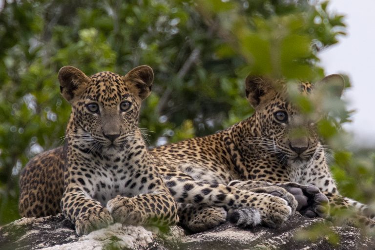 two leopards lying on a rock